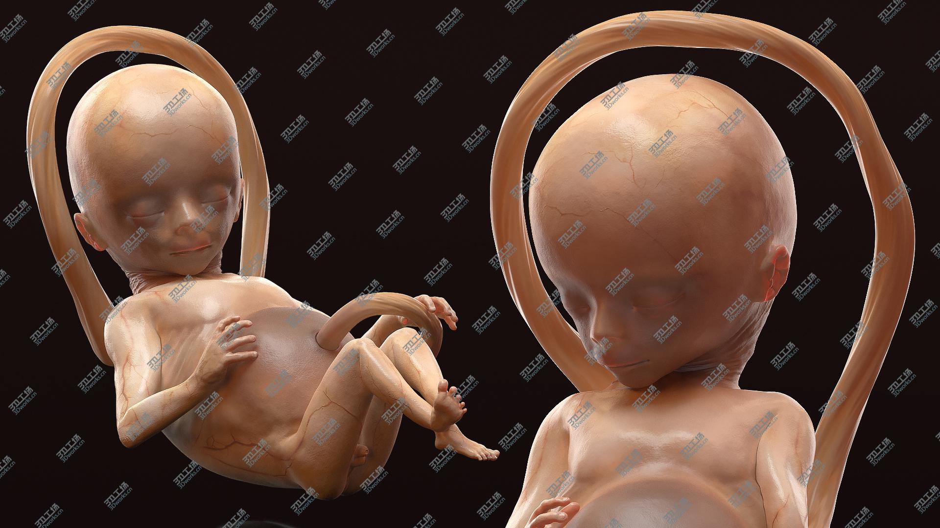 images/goods_img/202105074/3D Second Trimester Human Fetus 16 Weeks/5.jpg